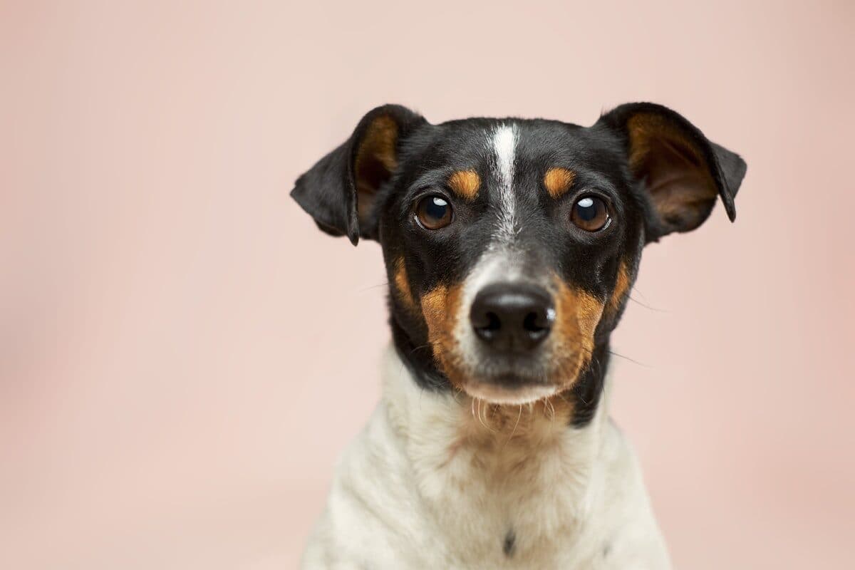 Portrait d'un chien