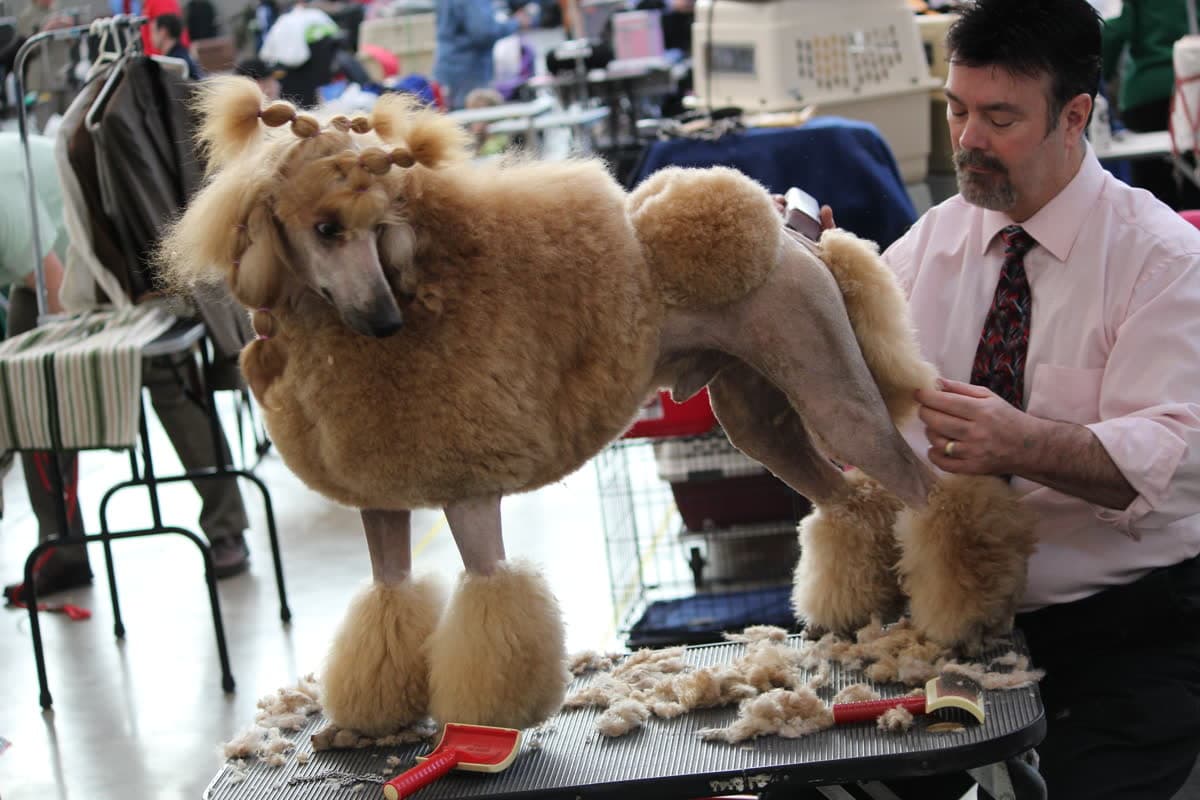 Combien coûte un toilettage pour chien ? Prix et conseils