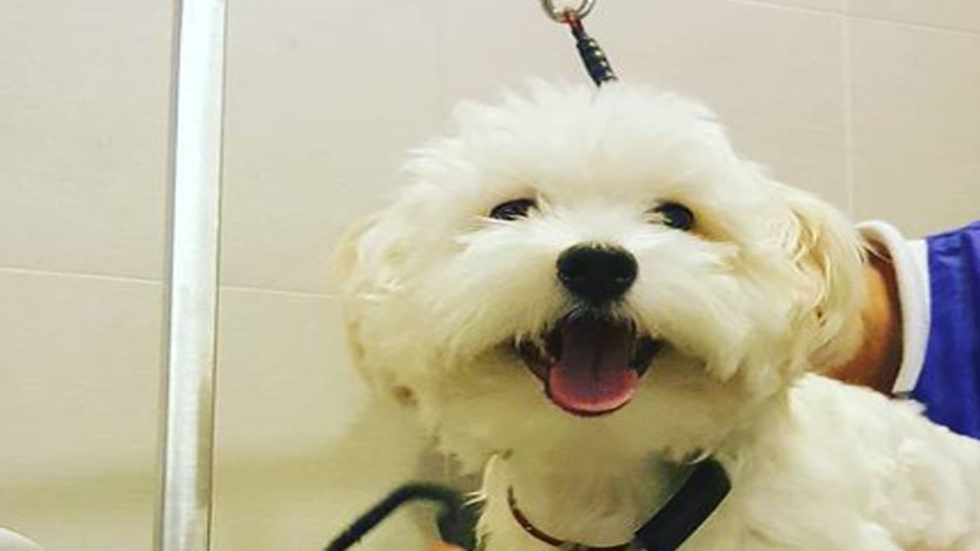 Premier rendez-vous chez le toiletteur : bien préparer son animal