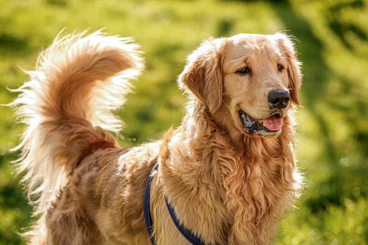 Toilettage chien et chat : le guide complet pour débuter